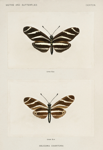 Zebra Longwing Heliconia Charitonia from Moths and butterflies of the United States 1900 by Sherman F. Denton 1856-1937. 