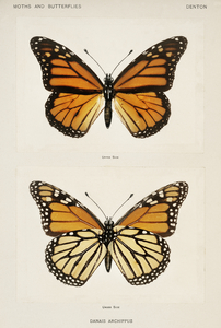 Monarch Butterfly Danais Archippus from Moths and butterflies of the United States 1900 by Sherman F. Denton 1856-1937. 