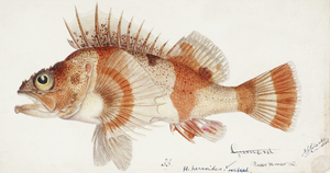 Antique fish helicolenus percoides perch South Pacific Fishes by Frank Edward Clarke 1849-1899. 