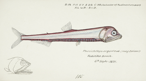 Antique fish Photichthys argenteus NZ : Lighthouse fish South Pacific Fishes by Frank Edward Clarke 1849-1899. 
