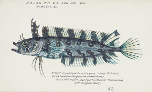 Antique fish possibly cristiceps sp weedfish South Pacific Fishes by Frank Edward Clarke 1849-1899. 