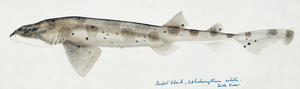 Antique fish Carpet Shark South Pacific Fishes by Frank Edward Clarke 1849-1899. 