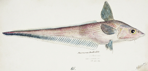 Antique fish Coelorinchus sp NZ : Rattail South Pacific Fishes by Frank Edward Clarke 1849-1899. 
