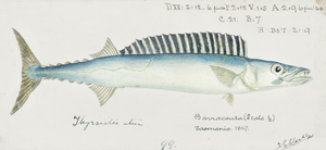Antique fish thyrsites atun barracouta South Pacific Fishes by Frank Edward Clarke 1849-1899. 