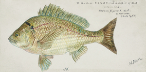 Antique fish acanthopagrus butcheri black bream South Pacific Fishes by Frank Edward Clarke 1849-1899. 