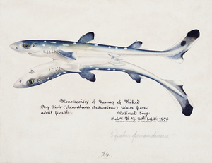 Antique fish Spotted spiny Dogfish South Pacific Fishes by Frank Edward Clarke 1849-1899. 