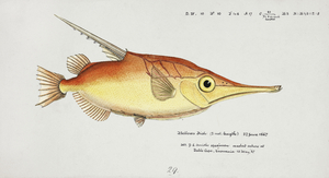 Antique fish macrorhamphosus scolopax snipefish South Pacific Fishes by Frank Edward Clarke 1849-1899. 