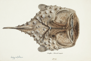 Antique Prickly anglerfish South Pacific Fishes by Frank Edward Clarke 1849-1899. 