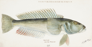 Antique fish Parapercis colias South Pacific Fishes by Frank Edward Clarke 1849-1899. 