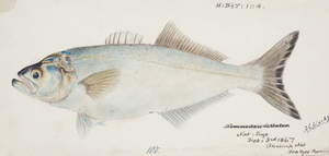 Antique fish possibly pomatomus saltatrix tailor South Pacific Fishes by Frank Edward Clarke 1849-1899. 