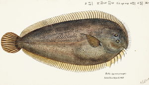 Antique fish New Zealand Sole South Pacific Fishes by Frank Edward Clarke 1849-1899. 
