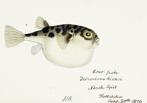 Antique fish Tetraodon gillbanksii Clarke South Pacific Fishes by Frank Edward Clarke 1849-1899. 