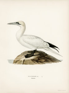 Sula bassana