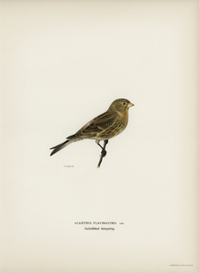 Twite Acanthis flavirostris