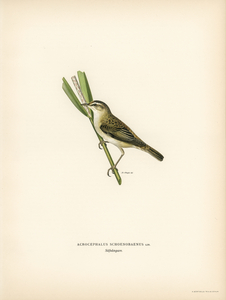 Sedge warbler Acrocephalus schoenobaenus