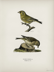 Chloris Chloris
