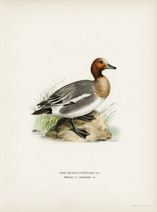 Eurasian wigeon Anasmereca penelope.