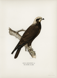 Marsh Harrier Circus aeruginosus