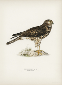Hen Harrier female Circus cyaneus