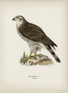 Goshawk female Accipiter gentilis