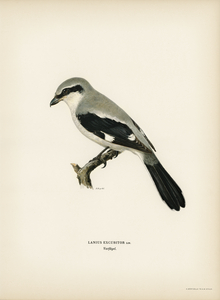 Great Grey Shrike Lanius excubitor
