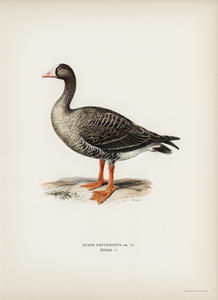 Anser erythropus ♂