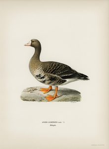 Greater White-fronted Goose Anser albifrons
