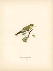Wood Warbler Phylloscopus sibilatrix