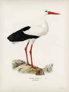 White stork ♀ Ciconia ciconia