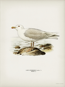 Glaucous gull ♂ Larus hyperboreus