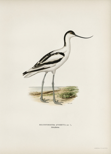 Pied avocet Recurvirostra avosetta