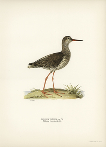 Common redshank Totanus totanus
