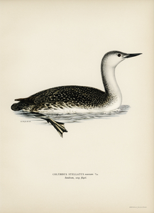 Red-thoated loon Colymbus stellatus