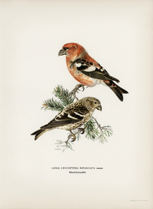 Two-barred crossbill Loxia leucoptera bifasciata