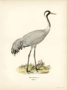 Common Crane Grus Grus
