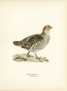 Grey partridge Perdix perdix