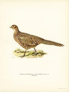 Pheasant Phasianus Colchicus