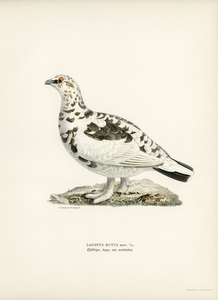 Rock ptarmigan Lagopus mutus