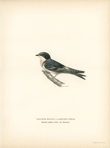 Hybrid between common house-martin and barn swallow Chelidon rustica L.xHirundo urbica