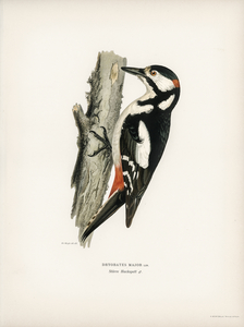 Great spotted woodpecker-male Dryobates major