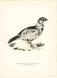 Hybrid between Black grouse and Willow ptarmigan Lyrurus tetrix ♂ x lagopus lagopus ♀
