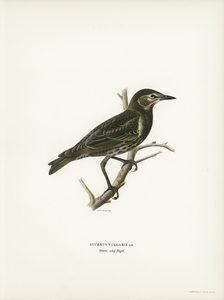 Starling Sturnus vulgaris