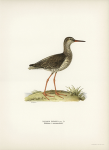Common redshank Totanus totanus