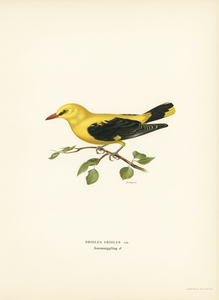 Eurasian golden oriole male Oriolus oriolus bird