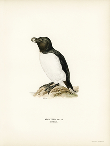 Razorbill Alca torda