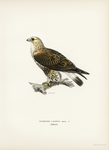 Rough-legged Hawk TRIORCHIS LAGOPUS