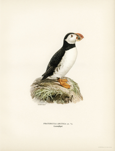 Atlantic puffin Fratercula arctica