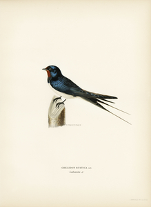 Barn Swallow male Chelidon rustica