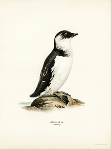 Little auk Alle alle
