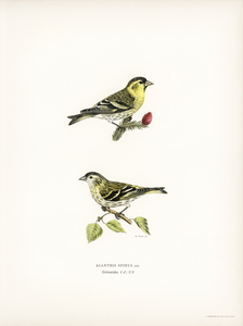 Siskin  Spinus spinus 1♂ 2♀